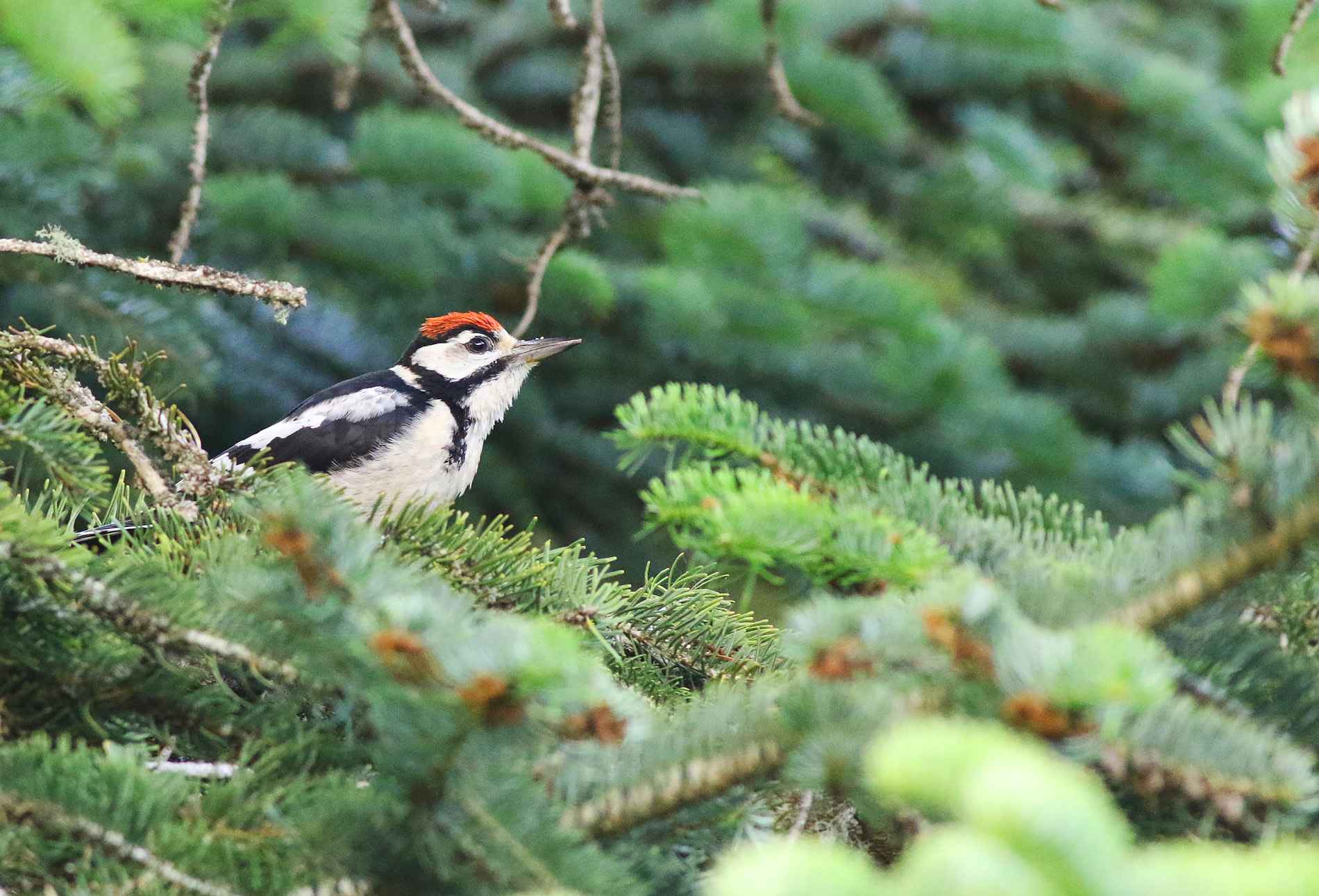 Great Spotted Woodpecker